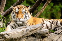A visit to the Zoo